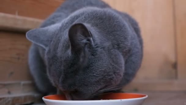 Felnőtt brit kék hajú macska egy tál ételt, nyalás - Felvétel, videó