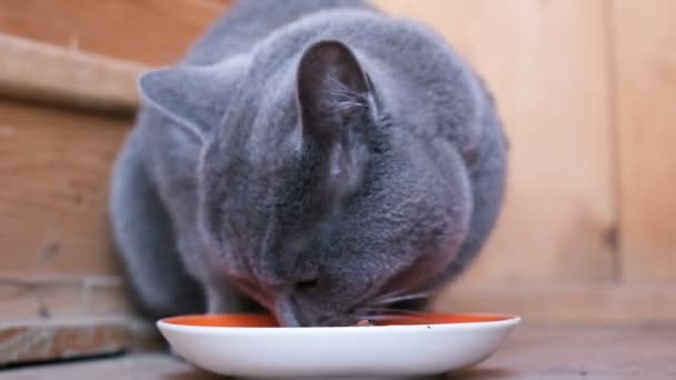 Gato de pelo azul de raza británica con apetito come comida húmeda de un tazón y lame
 - Imágenes, Vídeo