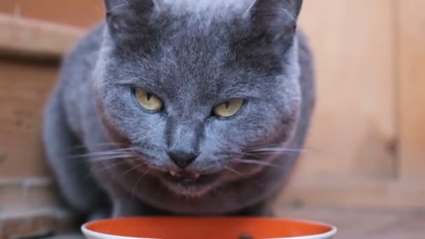 blauwe Britse kat eten stukjes voedsel en kommen, kijken naar de camera - Video