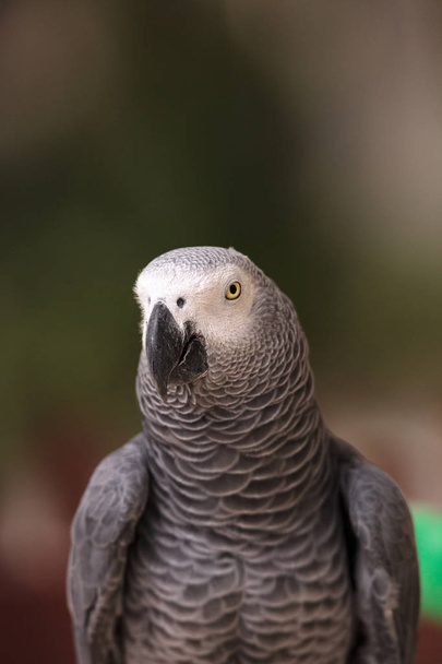 Pet African grey parrot Psittacus erithacus perches on wood play gym. - Photo, Image