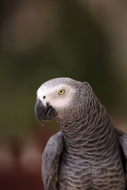 Pet African grey parrot Psittacus erithacus - Foto, Imagen