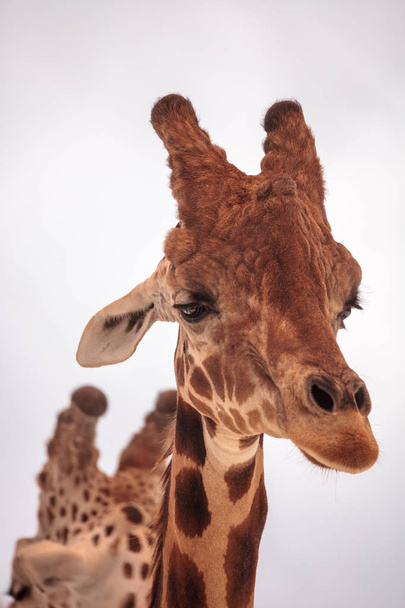 Alta girafa reticulada Giraffa camelopardalis reticulata olha para baixo com olhos grandes e um rosto tranquilo
. - Foto, Imagem