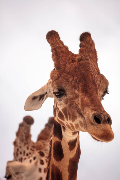 Висока ретикульована жирафа Жирафа Камелопардаліс ретикулата дивиться вниз з великими очима і спокійним обличчям
. - Фото, зображення