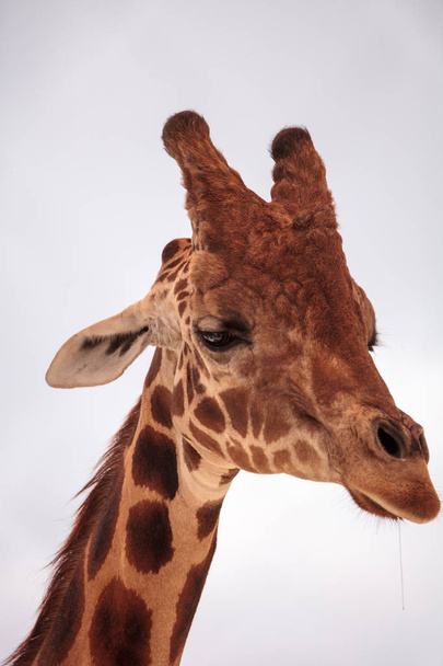 Pitkä reticulated kirahvi Giraffa camelopardalis reticulata katsoo alas suuret silmät ja rauhallinen kasvot
. - Valokuva, kuva