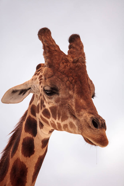 Tall reticulated giraffe Giraffa camelopardalis reticulata looks down with large eyes and a peaceful face. - Photo, Image