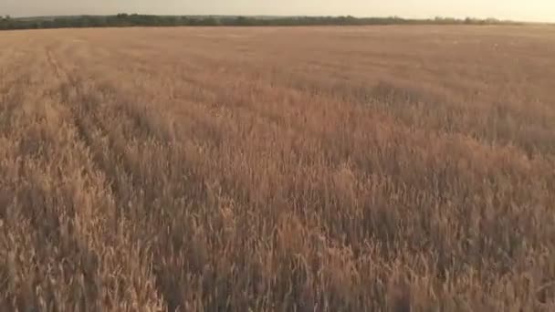 Vlucht met rotatie over een tarweveld met gouden oren bij zonsondergang 100mbps - Video