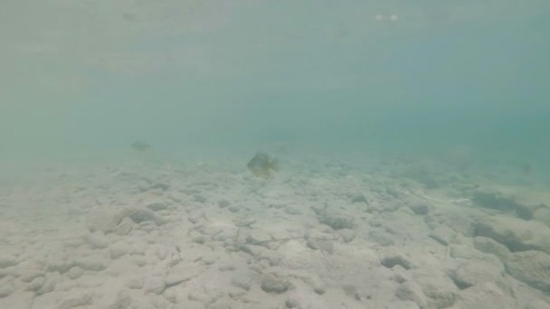 Víz alatti videó szép folyó élőhely. Úszás közel fel édesvízi halak domolykó. Bohinj, Szlovénia - Felvétel, videó
