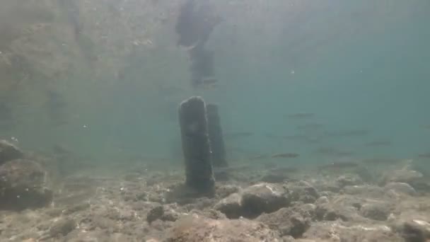 Víz alatti videó szép folyó élőhely. - Felvétel, videó