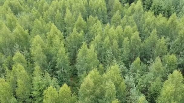 Φύλλα δάσος το καλοκαίρι, εναέρια άποψη - Πλάνα, βίντεο