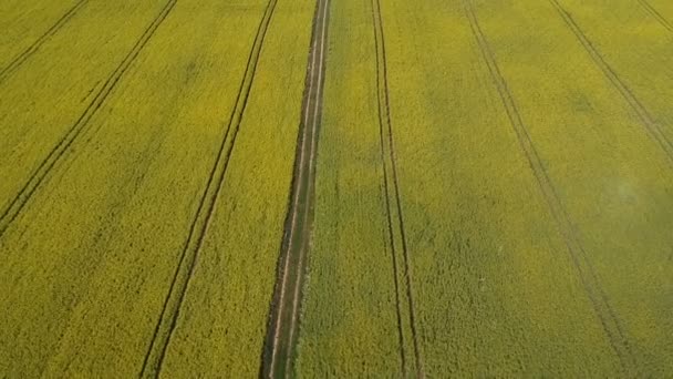 Цвітіння літнього сільськогосподарського ріпакового поля з тракторними коліями та сільською дорогою, вид з повітря
 - Кадри, відео