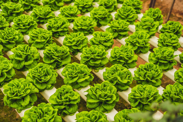 Fresh lettuce leaves, closeup. Butterhead Lettuce salad plant, hydroponic vegetable leaves. Organic food ,agriculture and hydroponic concept. - Фото, зображення