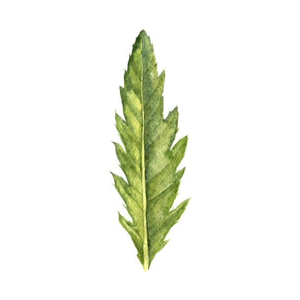 watercolor drawing green leaf - Foto, Imagem