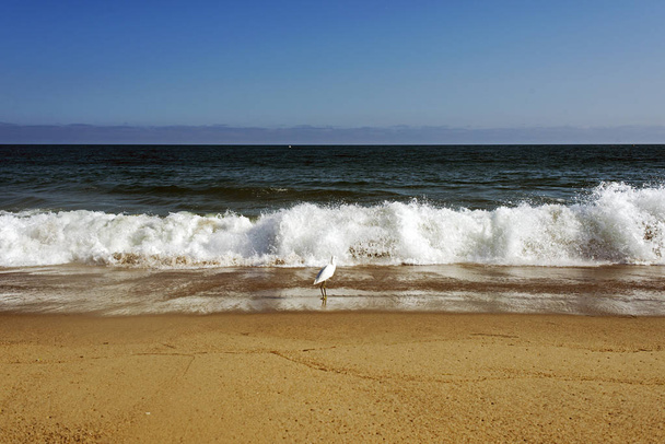 Un pájaro o una gaviota sobre las olas en el océano en Malibú, Los Ángeles, EE.UU. EN VERANO
 - Foto, Imagen