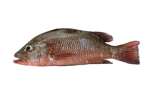 A red snapper isolate on white background with clipping path. - Fotoğraf, Görsel