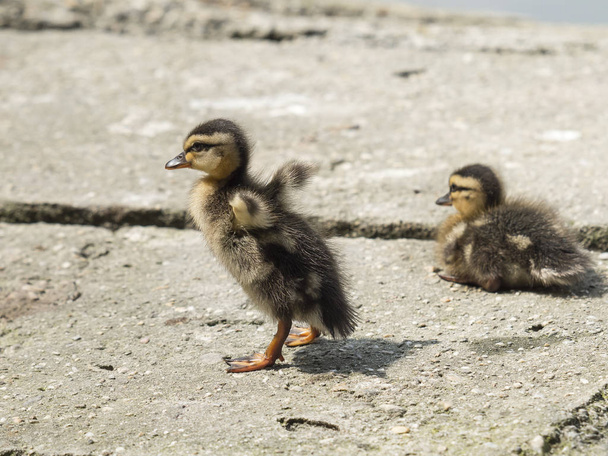 chick of mallard walks away from his brother, in the direction of the pond - Photo, Image