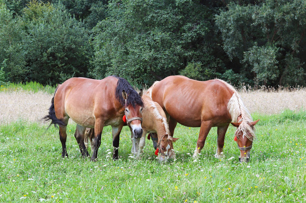 A family of red workhorses grazes on lush green grass. Stallions and adult traction horses. Animal husbandry and farming. Education of the offspring and adulthood. Ecology of production and human help - Photo, Image