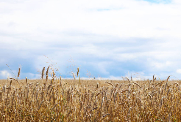 Ένα πεδίο από τη σίκαλη και το κριθάρι σε ουρανό με μαύρα σύννεφα. Ωρίμανση της μελλοντικής συγκομιδής. Αγροτικό τομέα του γεωργικού κλάδου. Φάρμα φυτών. Καλλιέργεια δημητριακών προϊόντων. Πηγή τροφίμων και ευημερία - Φωτογραφία, εικόνα