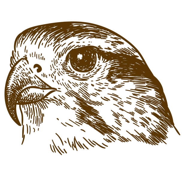 Antieke gravure vector tekening illustratie van falcon hoofd geïsoleerd op witte achtergrond - Vector, afbeelding
