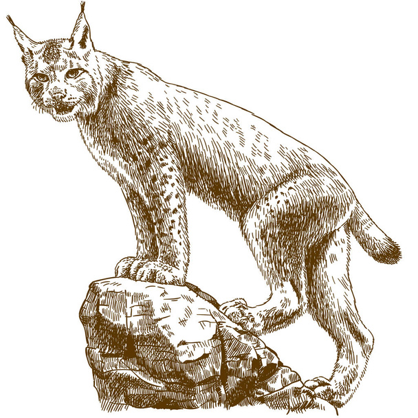 Antieke gravure vector tekening illustratie van lynx linx geïsoleerd op witte achtergrond - Vector, afbeelding