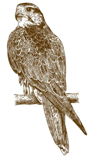 Beyaz arka plan üzerinde izole falcon resmi çizim vektör antika gravür - Vektör, Görsel