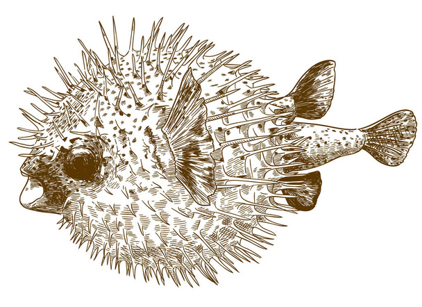 Vector antique engraving drawing illustration of porcupinefish blowfish isolated on white background - Vector, Image
