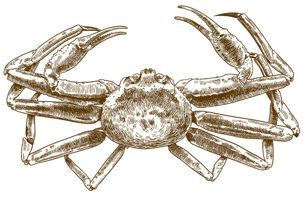 Vector antique engraving drawing illustration of chionoecetes opilio crab isolated on white background - Vector, Image
