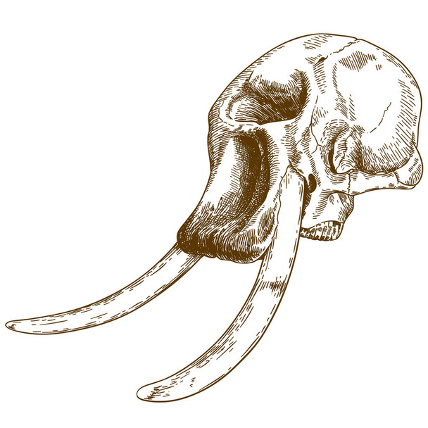 Vektor antiken Stich Zeichnung Illustration von Mammutschädel isoliert auf weißem Hintergrund - Vektor, Bild