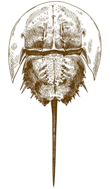 Vector antieke gravure tekening illustratie van horseshoe krab top bekijken geïsoleerd op witte achtergrond - Vector, afbeelding