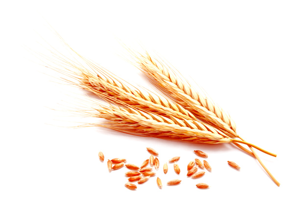 Пшеничные уши кукурузы изолированы на белом фоне близко
 - Фото, изображение
