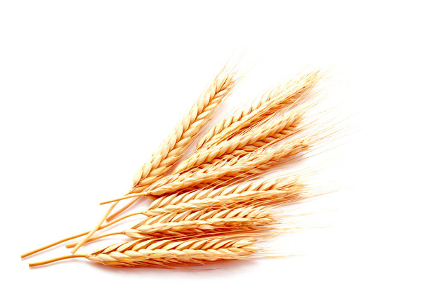 Maíz de espigas de trigo aislado sobre un fondo blanco de cerca
 - Foto, Imagen