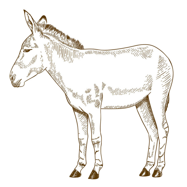Vettore antico incisione disegno illustrazione somalo culo selvaggio isolato su sfondo bianco
 - Vettoriali, immagini