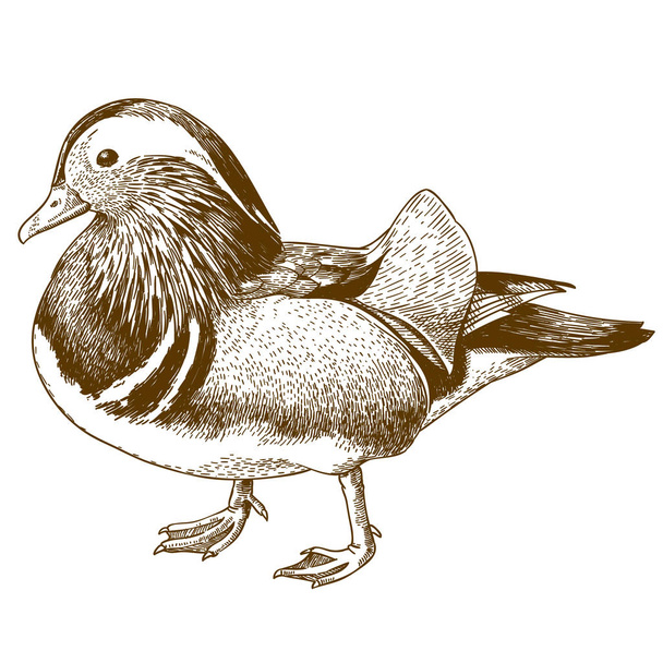 Vector antique engraving drawing illustration of mandarin duck isolated on white background - Vektor, Bild