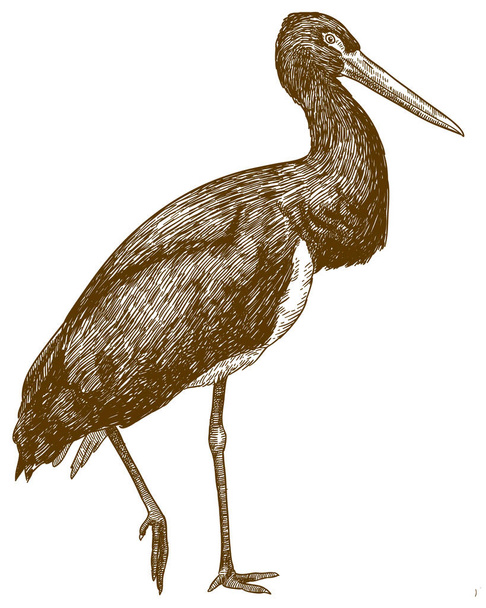 Vector antique engraving drawing illustration of black stork (Ciconia nigra) isolated on white background - Wektor, obraz