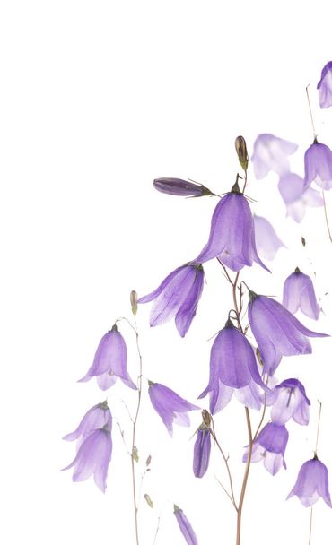 flores do sino da floresta isolado no fundo branco
 - Foto, Imagem