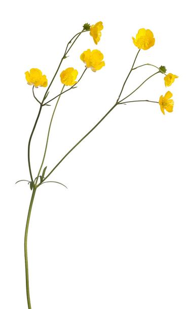 wild golden buttercup flower isolated on white background - Photo, Image