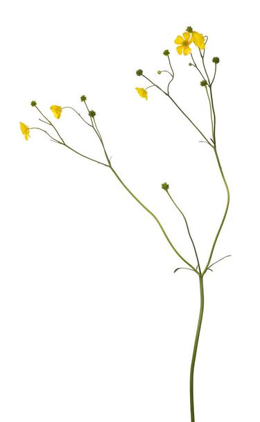 wilde goldene Ranunkelblume isoliert auf weißem Hintergrund - Foto, Bild