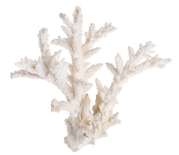 világos korall elszigetelt fehér háttér - Fotó, kép