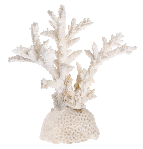 Açık mercan beyaz zemin üzerinde izole - Fotoğraf, Görsel