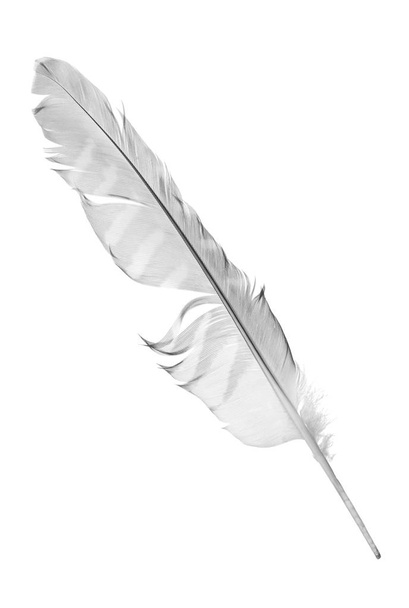 φτερό γεράκι γκρι απομονώνονται σε λευκό φόντο - Φωτογραφία, εικόνα