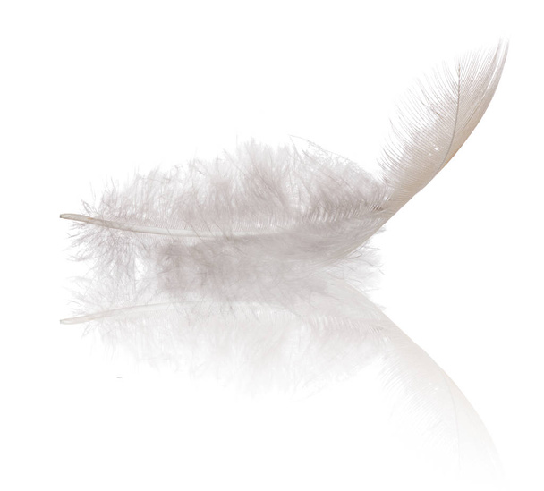single feather isolated on white background - Фото, изображение