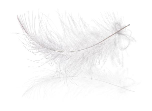 fluffy feather isolated on white background - Photo, Image