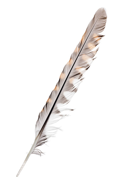 pluma de halcón abigarrada aislada sobre fondo blanco
 - Foto, Imagen