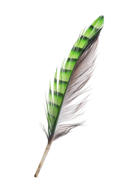 pluma verde abigarrada aislada sobre fondo blanco
 - Foto, Imagen
