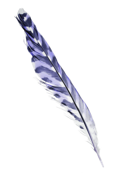 variegated falcon feather isolated on white background - Valokuva, kuva