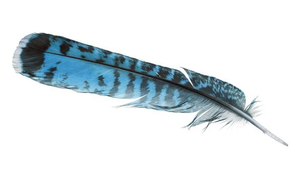 pluma azul abigarrada aislada sobre fondo blanco
 - Foto, imagen