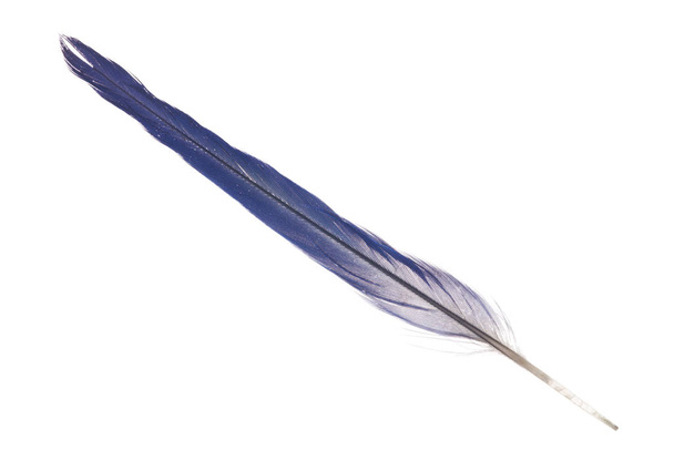 темно-синее перо попугая на белом фоне
 - Фото, изображение