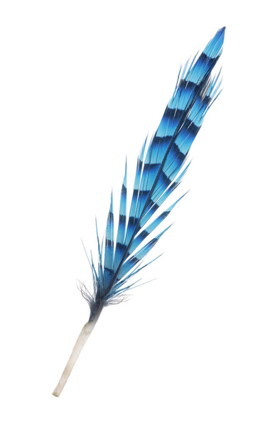 pluma azul abigarrada aislada sobre fondo blanco
 - Foto, Imagen