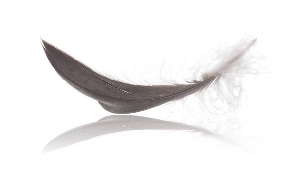 dark grey feather isolated on white background - Photo, Image