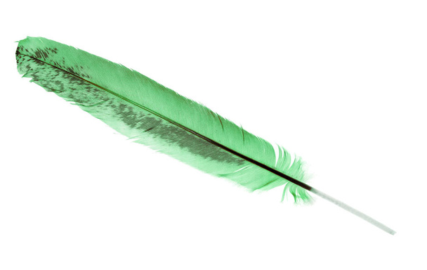 зелене і коричневе перо ізольоване на білому тлі
 - Фото, зображення