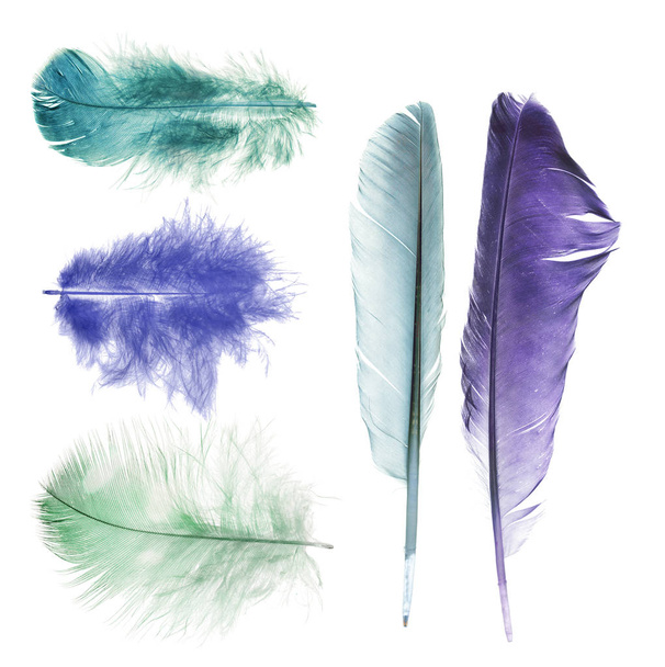 cinq plumes de couleurs vives isolées sur fond blanc
 - Photo, image